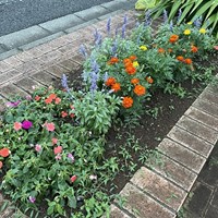 町内有志の皆様で青空公園のお花植替えを行ってくださいました　ありがとうございます！