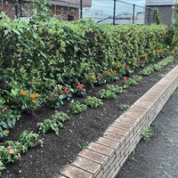 町内有志の皆様で青空公園のお花植替えを行ってくださいました　ありがとうございます！