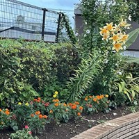 町内有志の皆様で青空公園のお花植替えを行ってくださいました　ありがとうございます！